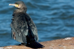 Double Crested Comoront
